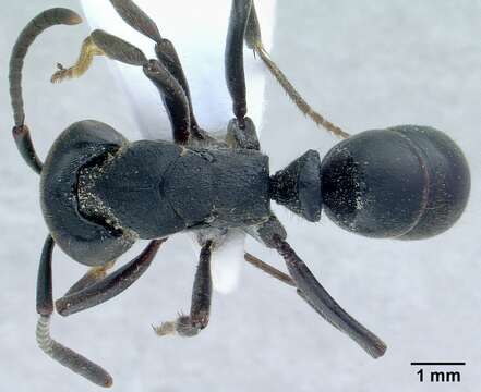 Image de Ectomomyrmex