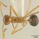 Image of Myrmicaria melanogaster Emery 1900