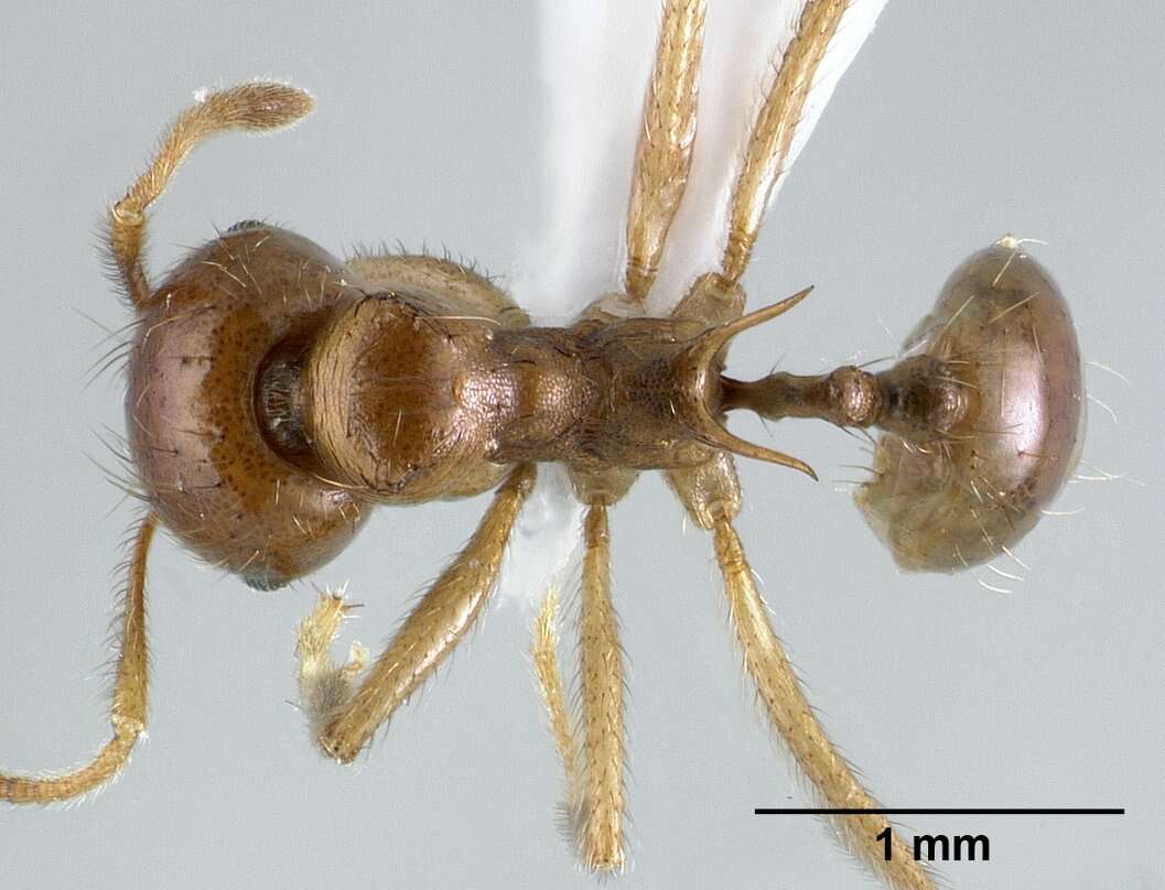 Image of Lophomyrmex longicornis Rigato 1994