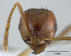 Image of Lophomyrmex longicornis Rigato 1994