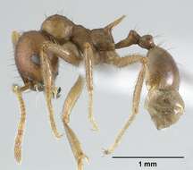 Image of Lophomyrmex longicornis Rigato 1994