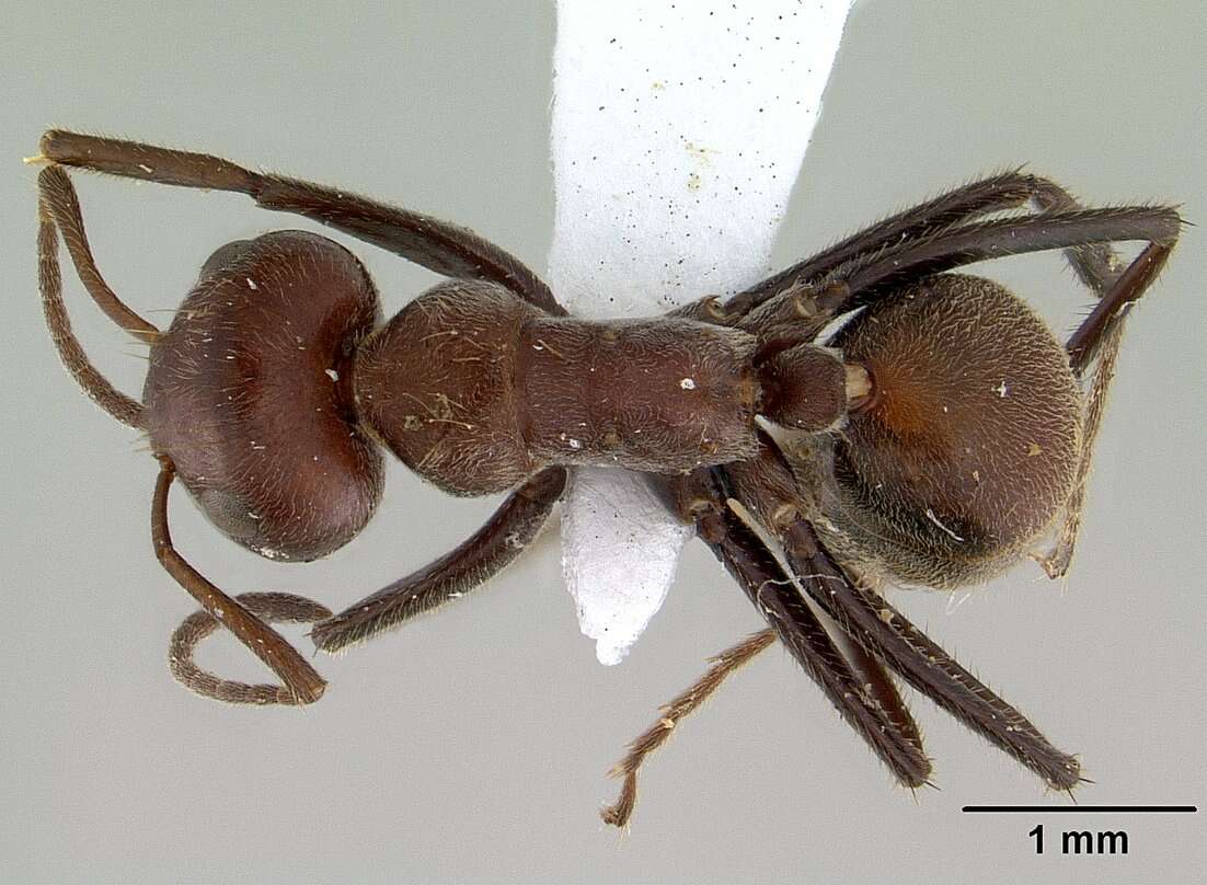 Image of <i>Colobopsis saundersi</i>