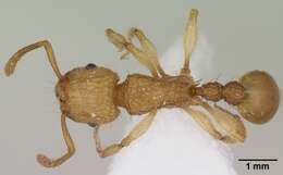 Image of Ant