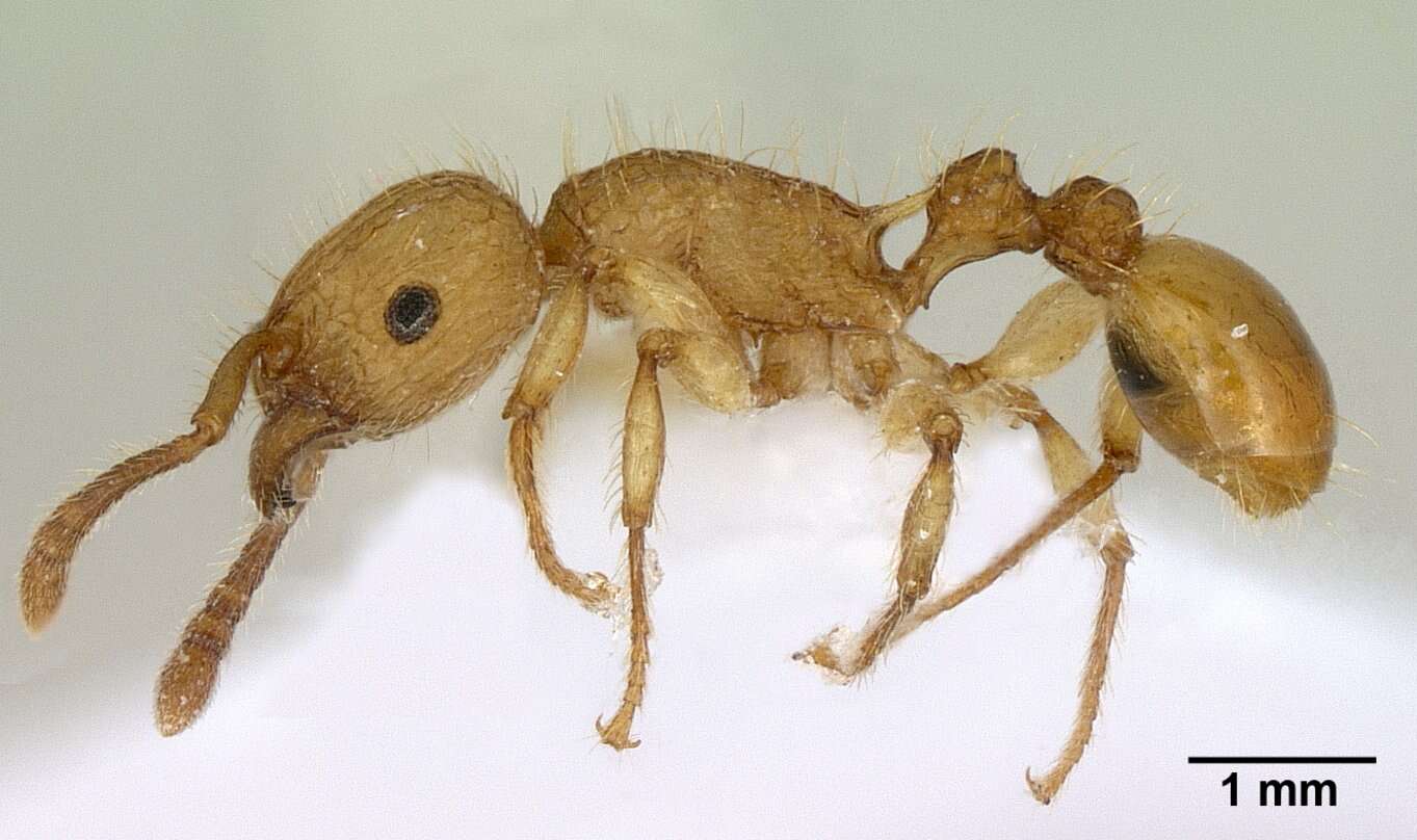 Image of Ant