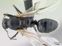 Image of Camponotus robustus Roger 1863