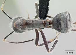 Image of Camponotus batesii Forel 1895