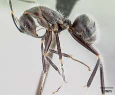 Image of Camponotus batesii Forel 1895