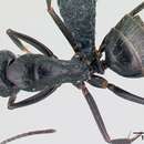Image of Camponotus aethiops (Latreille 1798)
