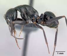 Image of Camponotus aethiops (Latreille 1798)