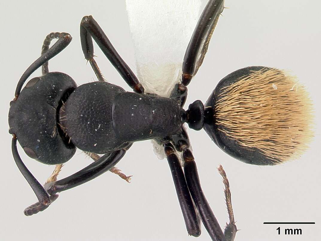 Image of Camponotus darwinii Forel 1886