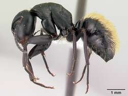 Image of Camponotus darwinii Forel 1886
