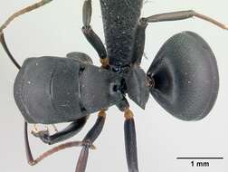 Image of Camponotus echinoploides Forel 1891