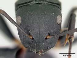 Image of Camponotus echinoploides Forel 1891