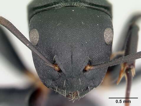 Image of Camponotus echinoploides Forel 1891