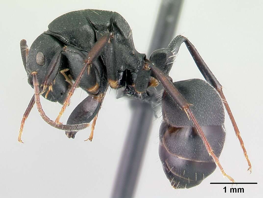 Image of Camponotus echinoploides Forel 1891