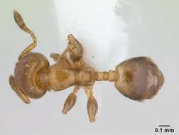 Image of Xenomyrmex stollii Forel 1885
