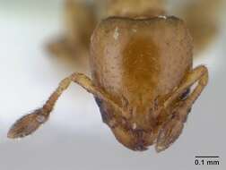 Image of Xenomyrmex stollii Forel 1885