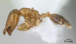 Image of Xenomyrmex stollii Forel 1885