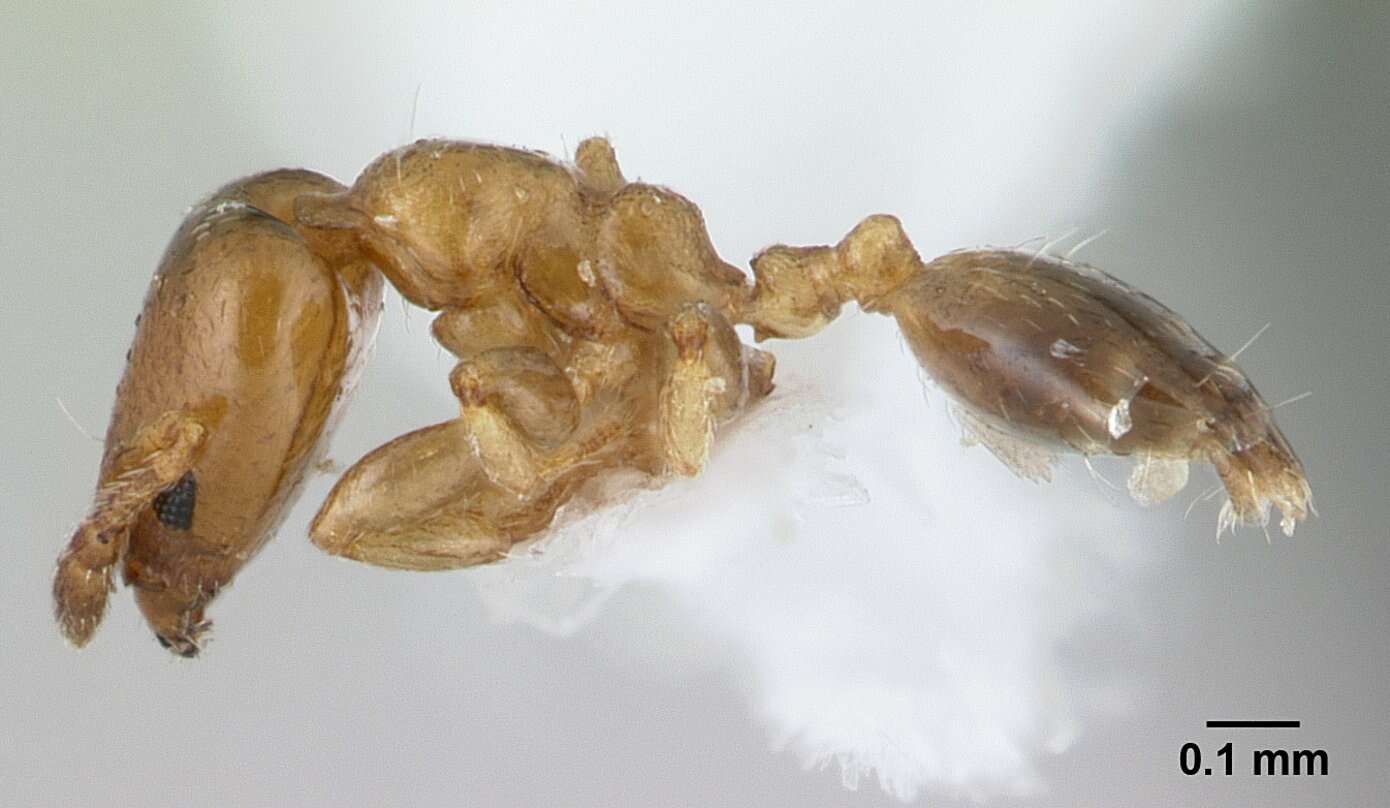 Image of Xenomyrmex stollii Forel 1885
