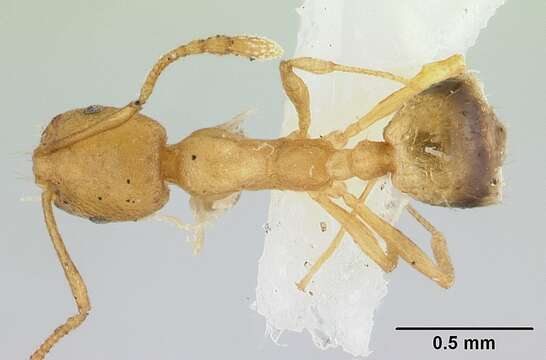 Image of Pharaoh ant