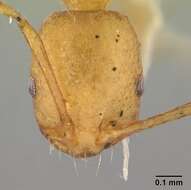 Image of Pharaoh ant