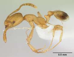 Image of Pharaoh ant