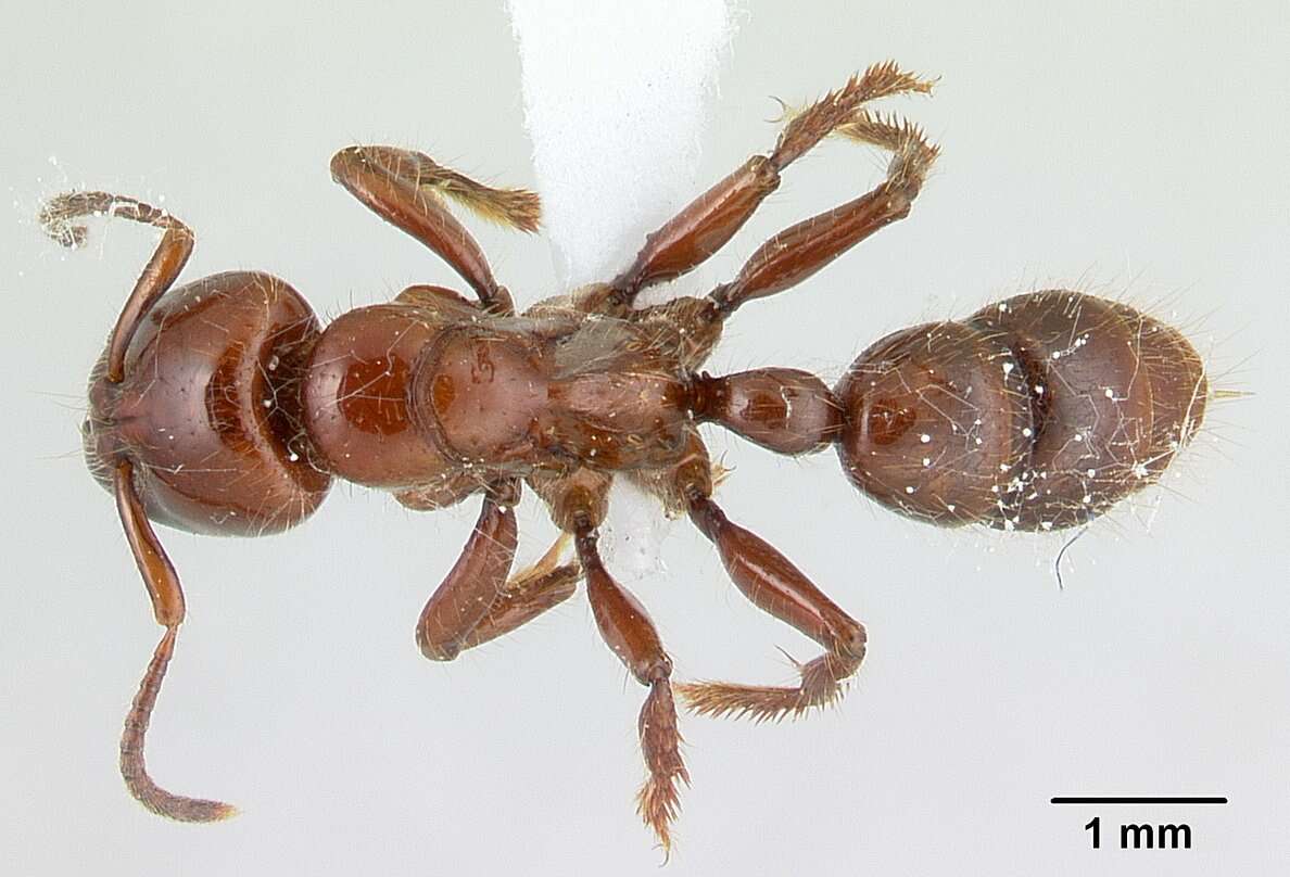 Plancia ëd Centromyrmex gigas Forel 1911