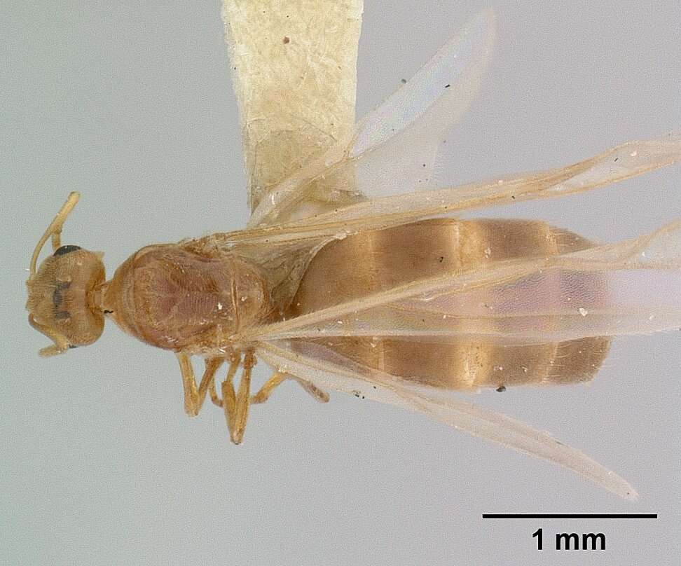 Image of Brachymyrmex depilis Emery 1893