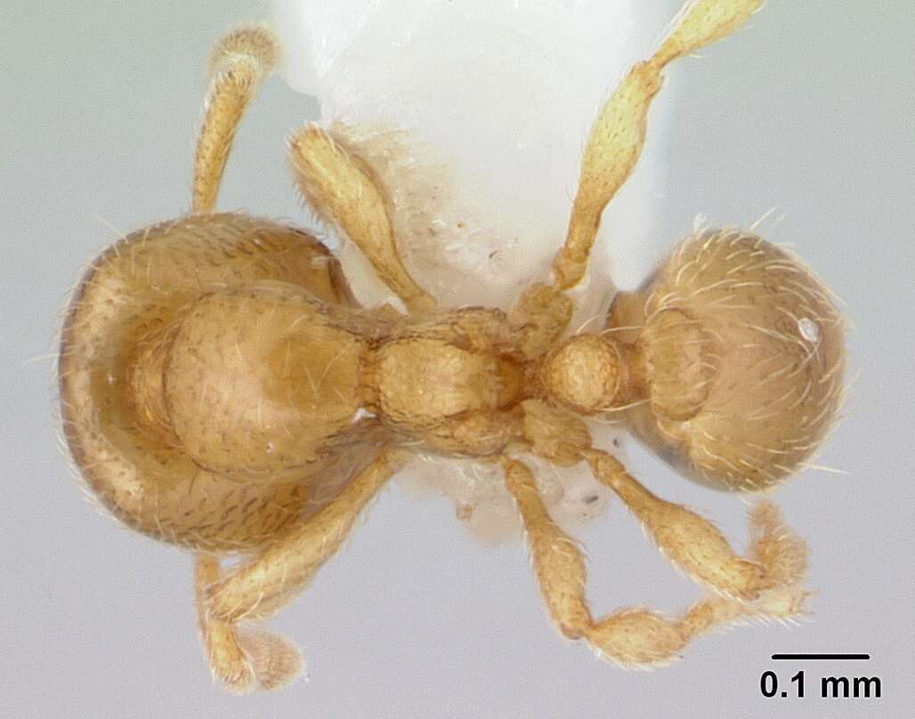 Image of <i>Carebara nosindambo</i>