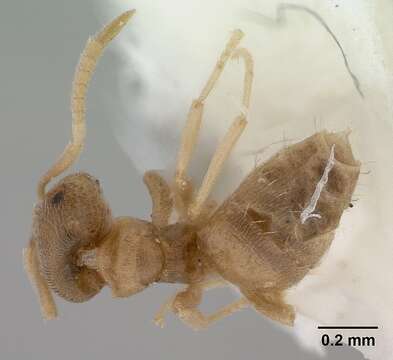 Image of Brachymyrmex depilis Emery 1893