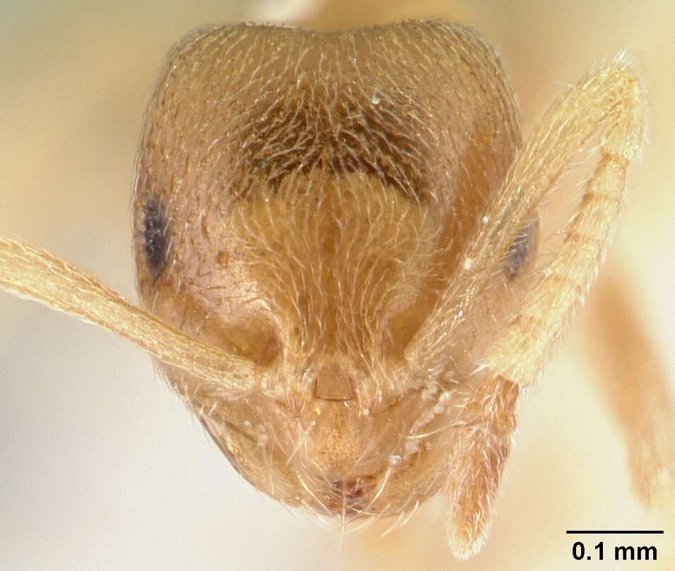 Image of Brachymyrmex depilis Emery 1893