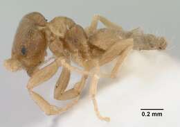 Image of Brachymyrmex depilis Emery 1893