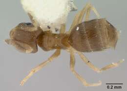 Image of Brachymyrmex giardi Emery 1895