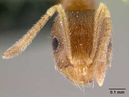 Image of Brachymyrmex giardi Emery 1895