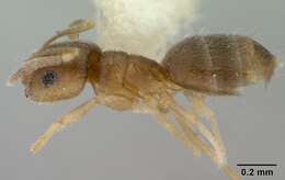 Image of Brachymyrmex giardi Emery 1895