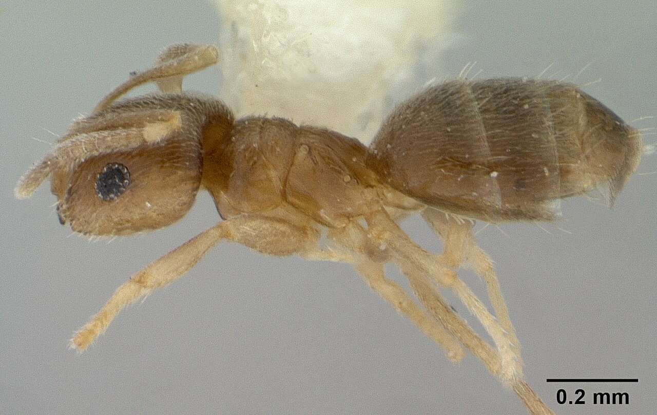 Image of Brachymyrmex giardi Emery 1895