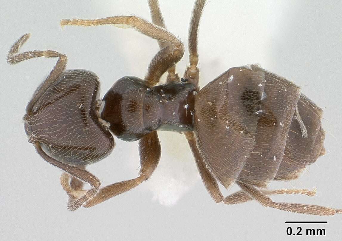 Image of Brachymyrmex giardi Emery 1895