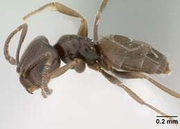 Image of Brachymyrmex giardi Emery 1895