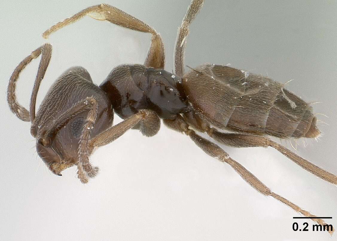 Image of Brachymyrmex giardi Emery 1895