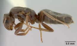 Image of Ant