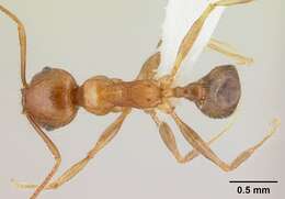 Image of Pheidole decepticon