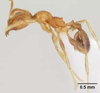 Image of Pheidole decepticon