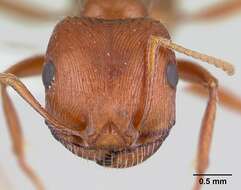 Image of Anza Desert Harvester