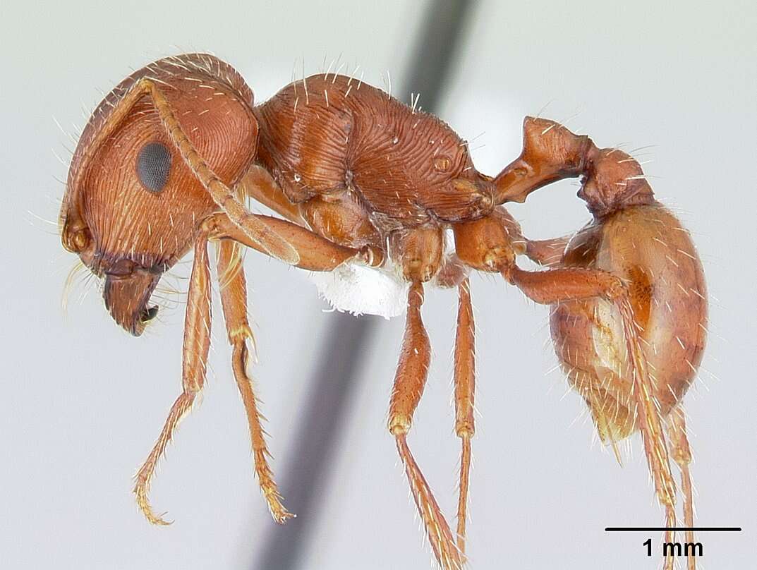 Plancia ëd Pogonomyrmex anzensis Cole 1968