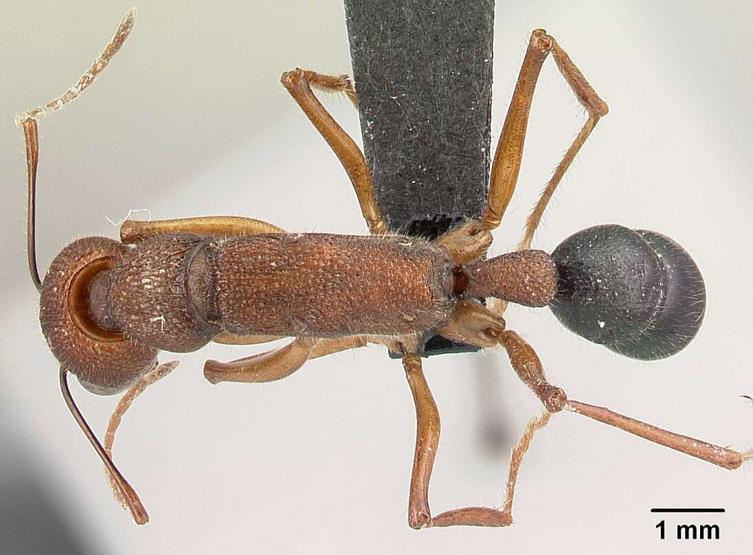 Harpegnathos saltator (Jerdon 1851) resmi