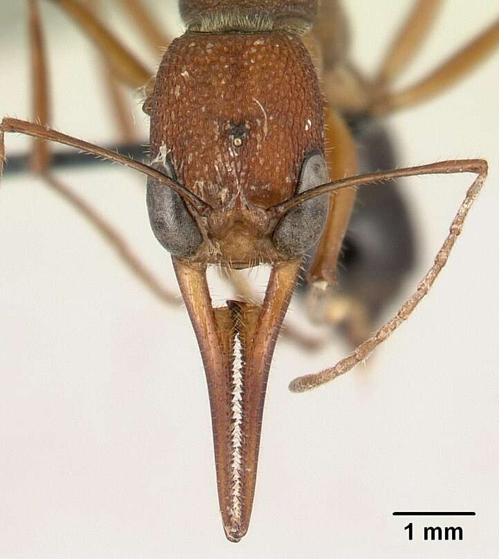 Harpegnathos saltator (Jerdon 1851) resmi