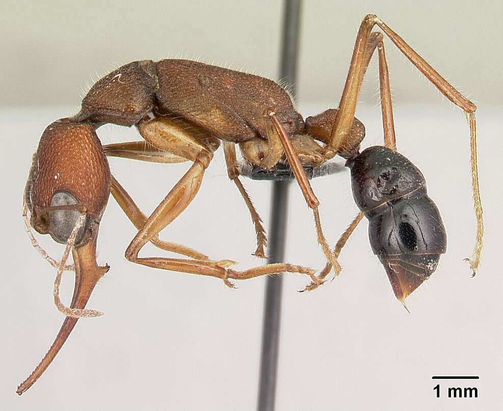 Harpegnathos saltator (Jerdon 1851) resmi