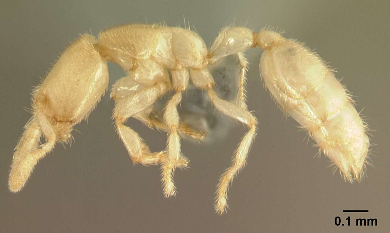 Image de Anillomyrma