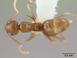 Image de Nylanderia incallida