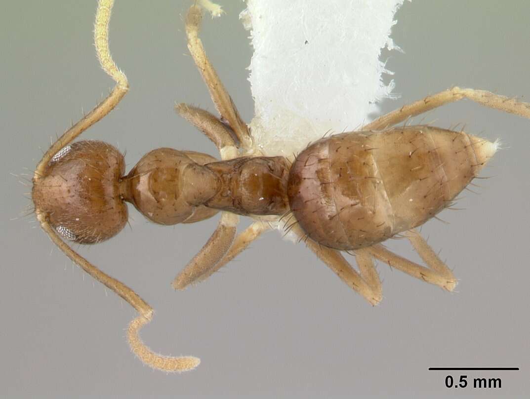 Image de Nylanderia incallida